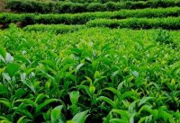 茶树的种植密度和茶树的产量有什么关系